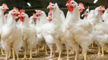 بورصة الدواجن اليوم أسعار الفراخ البيضاء الاحد الموافق 27 يناير 2025 للمستهلك في مزارع والمحال التجارية