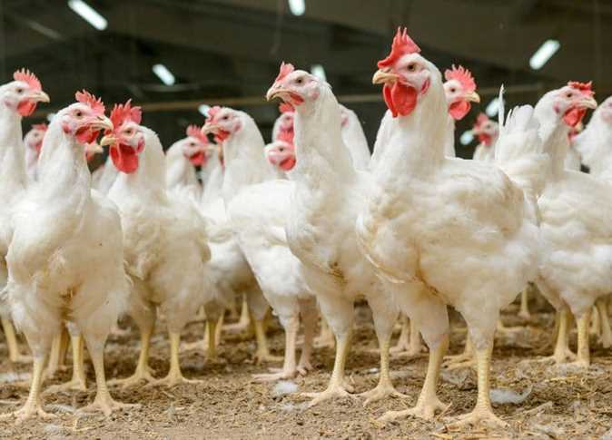 بورصة الدواجن اليوم أسعار الفراخ البيضاء الاحد الموافق 27 يناير 2025 للمستهلك في مزارع والمحال التجارية