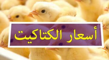 "ارتفاع طفيف" سعر الكتكوت الابيض اليوم الثلاثاء 28 يناير 2025 في بورصة الدواجن والشركات المحلية