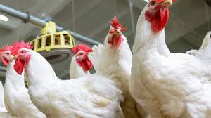 بورصة الدواجن اليوم أسعار الفراخ البيضاء الاحد الموافق 26 يناير 2025 للمستهلك في المحال التجارية