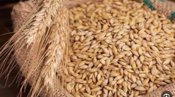 استقرار في سعر طن الارز الشعير اليوم الاثنين الموافق 27 يناير 2025 للمستهلك في المحال التجارية