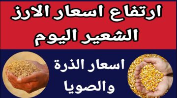 استقرار سعر طن الأرز الشعير اليوم الاثنين 27 يناير 2025 للمستهلك في مصر