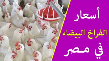بورصة الدواجن اليوم تُعلنى إستقرار أسعار الفراخ البيضاء .. الكيلو بـ 86 جنيه