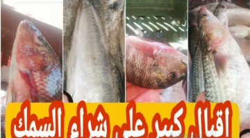 "تراجع البلطي" أسعار السمك اليوم للمستهلك الخميس 30 يناير 2025 في الأسواق التجارية وسوق العبور