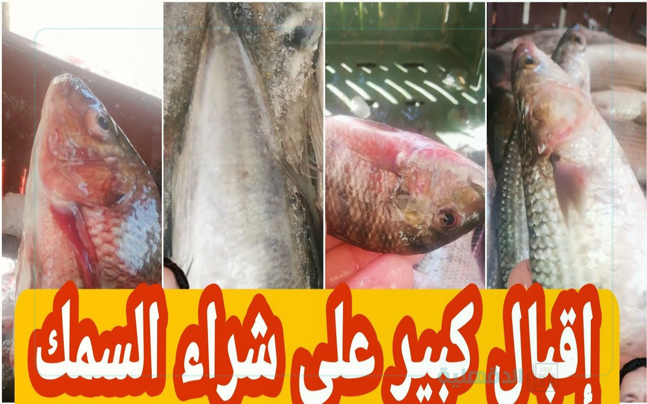 “تراجع البلطي” أسعار السمك اليوم للمستهلك الخميس 30 يناير 2025 في الأسواق التجارية وسوق العبور