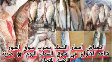 بالكيلو أسعار السمك اليوم للمستهلك الأربعاء 29 يناير 2025 في مصر داخل كافة الأسواق المحلية وسوق العبور