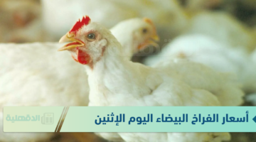 تتراجع وتسجل اقل سعر .. أسعار الفراخ البيضاء اليوم الإثنين 13 يناير 2025