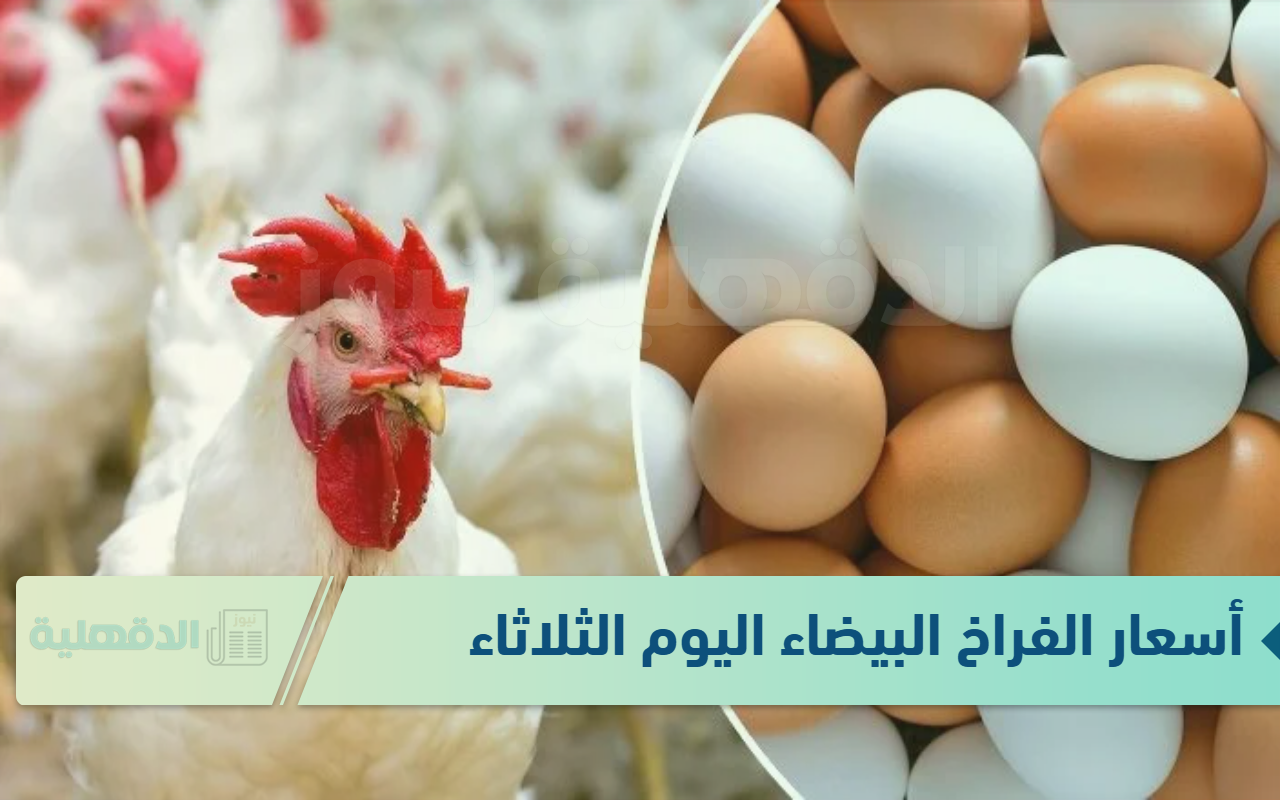أشويها وأحشيها الأسعار رخصت “أسعار الفراخ البيضاء اليوم الثلاثاء 14-1-2025”