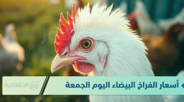 بورصة الدواجن تكشف أسعار الفراخ البيضاء اليوم الجمعة 10 يناير 2025 "أخر تحديث"
