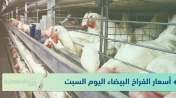 أخر تحديث لـ أسعار الفراخ البيضاء اليوم السبت 18 يناير 2025 "اشتري وخزن لرمضان"