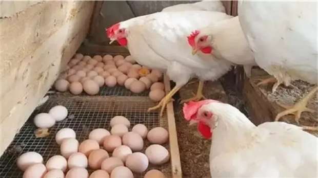 البانية وصل كام انهاردة وسعر البيضة أيه؟ .. أسعار الفراخ البيضاء اليوم 2-1-2025