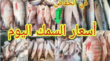 اسعار السمك اليوم الأربعاء 29-1-2025 في سوق العبور .. إرتفاع المكرونة وتراجع البلطي