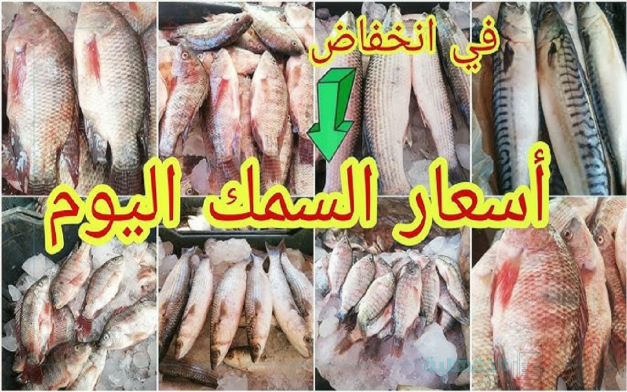 اسعار السمك اليوم الأربعاء 29-1-2025 في سوق العبور .. إرتفاع المكرونة وتراجع البلطي