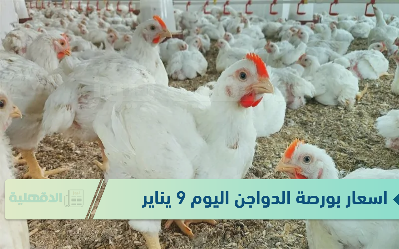 استقرار في اسعار بورصة الدواجن اليوم 9 يناير 2025 “اسعار البيض والفراخ البيضاء والبلدي”