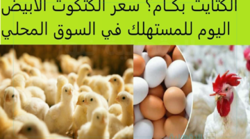 "البلدي بـ 6.5" سعر الكتكوت الأبيض اليوم الخميس 30 يناير 2025 في بورصة الدواجن والأسواق المحلية