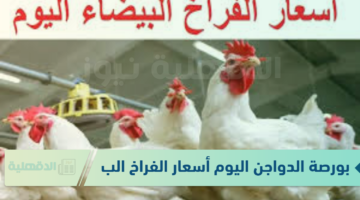 بورصة الدواجن اليوم أسعار الفراخ البيضاء الاربعاء 22 يناير 2025 للمستهلكين في محال التجارية