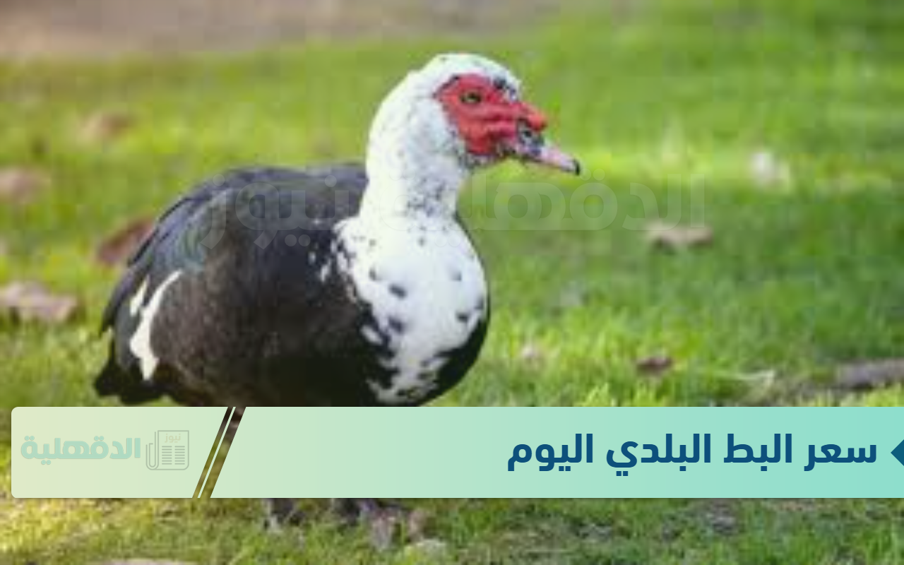 سعر البط البلدي اليوم الثلاثاء الموافق 21 يناير 2025 للمستهلكين المزارع والمحال التجارية