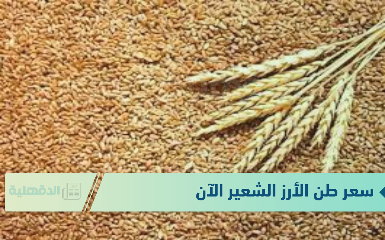 استقرار في سعر طن الأرز الشعير الآن الثلاثاء الموافق 21 يناير 2025 في الاسواق والمضارب