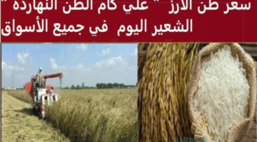 سعر طن الأرز الشعير اليوم الخميس 30 يناير 2025 للمستهلك داخل الأسواق المحلية والمضارب