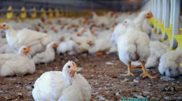 بعد ارتفاعات متتالية.. أسعار الدواجن اليوم الخميس 20 فبراير 2025 تستقر نسبيًا في الأسواق
