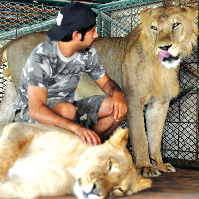 حميد البقيش وشغفه بترويض الحيوانات المفترسة