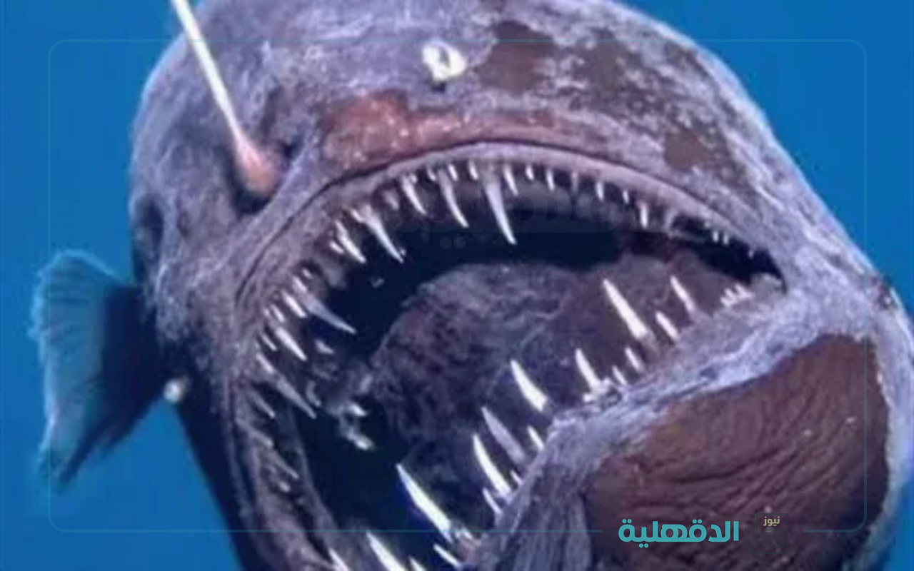 ظهور المفترس المرعب.. ظهور مفاجىء لسمكة الشيطان الأسود لأول مرة بالنهار علي سواحل إسبانيا “ظاهرة غامضة “