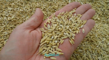 هيعملها الشعير ولا أيه.. سعر الارز الشعير اليوم السبت 27-5-2025 وهل هناك نصائح للمستهلكين والتجار؟