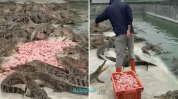 شوفوا يا جماعة.. عامل يقدم وجبات دجاج نيء لعشرة آلاف تمساح جوعان!