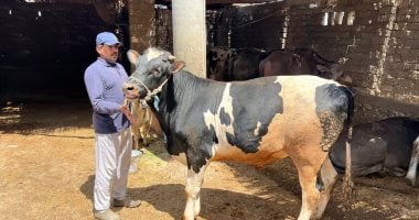 أسعار ومواصفات لحوم الأضاحي بالدقهلية.. البقري يصل إلى 180 والجاموسي عند 150