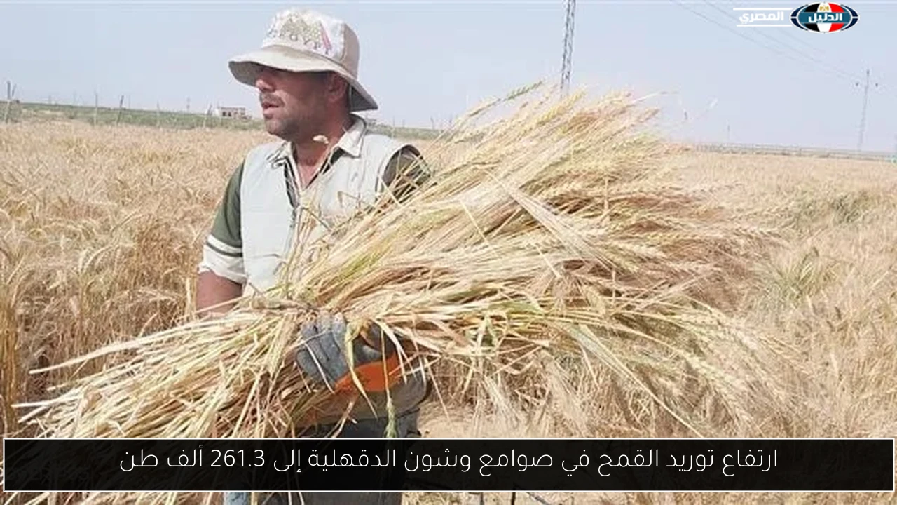 توريد القمح في الدقهلية يصل إلى 261.3 ألف طن بالصوامع والشون