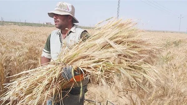 توريد القمح يصل إلى 261.3 ألف طن في الصوامع والشون.. ارتفاع ملحوظ