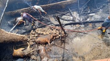 خسارة 12 رأس ماشية إثر اندلاع حريق هائل في مزرعة بالدقهلية.. صور