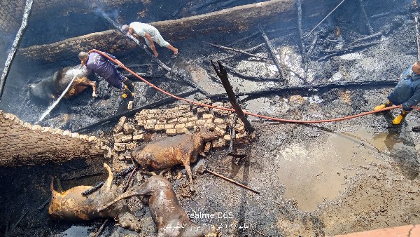 خسارة 12 رأس ماشية إثر اندلاع حريق هائل في مزرعة بالدقهلية.. صور